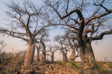 Botswana. Chobe National Park. Savuti. Baobab trees (Adansonia digitata) with branches like gnarled...