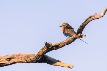Botswana. Okavango Delta. Khwai Concession. Lilac-breasted roller (Coracias caudatus).