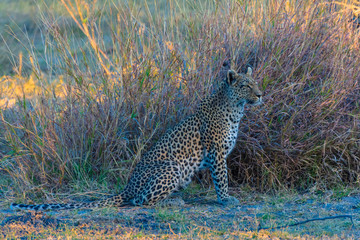 Fototapeta na wymiar Botswana. Okavango Delta. Khwai Concession. Young female leopard (Panthera pardus) on the prowl.