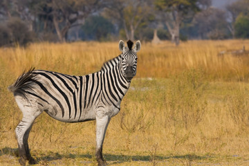 Obraz na płótnie Canvas Okavango Delta, Botswana, Africa. Profile view of a Plains Zebra.