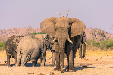 Fototapeta premium Botswana. Chobe National Park. Savuti. Harvey's Pan. Elephants (Loxodonta africana)