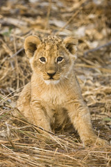 Okavango Delta, Botswana. Close-up of lion sitting.