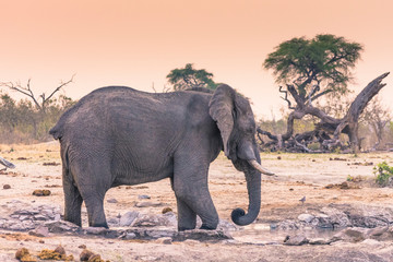 Fototapeta na wymiar Botswana. Chobe National Park. Savuti. Harvey's Pan. Elephant at a water hole.
