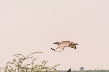 Botswana. Chobe National Park. Savuti. Kori bustard (Ardeotis kori) in flight.