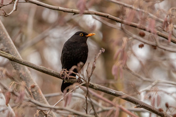 Blackbird in a Bare Tree in Winter