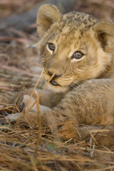 Okavango Delta, Botswana. A close-up of a lion cub.