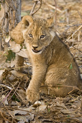 Okavango Delta, Botswana. Close-up of lion cub with paw stuck in twigs.