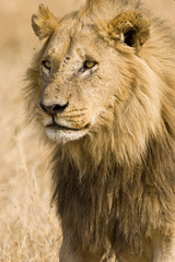 Obraz na płótnie Canvas Okavango Delta, Botswana. Close-up of lion.