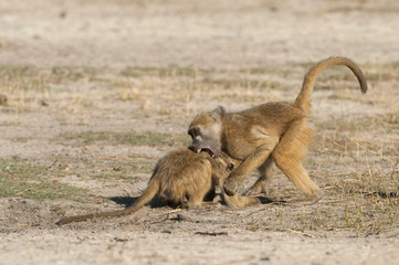 Botswana, Africa. Two Chacma Baboons fighting.