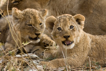 Okavango Delta, Botswana. A close-up of two lion cubs.