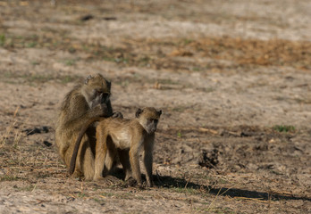 Botswana, Africa. Chacma Baboons grooming.