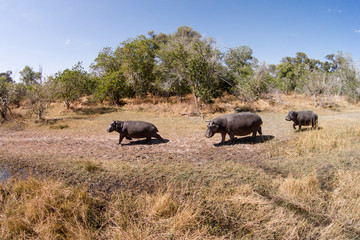 Naklejka na ściany i meble Africa, Botswana, Moremi Game Reserve, Aerial view of Hippopotamus (Hippopotamus amphibius) in wetlands of Okavango Delta