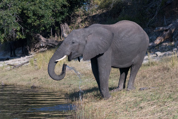 Botswana, Africa. African Elephant drinking from the Chobe River.
