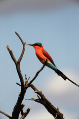 Botswana, Okavango Delta, Carmine bee-eater (Merops nubicoides)