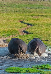 Hippo, Chobe National Park. North-West District, Botswana.