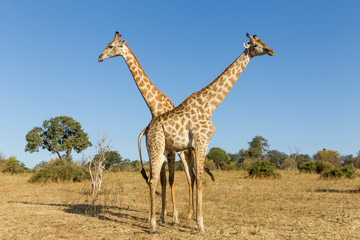 Naklejka na ściany i meble Africa, Botswana, Chobe National Park, Giraffe (Giraffa camelopardalis)