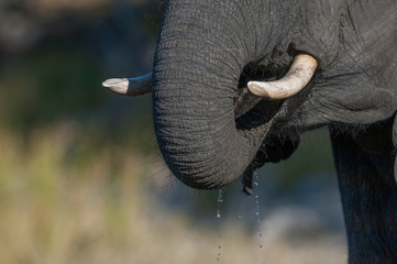 Botswana, Africa. African Elephant drinking from the Chobe River.