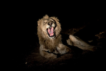 Male lion growling at night
