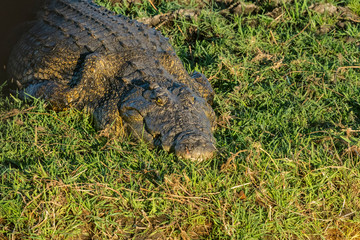 Crocodile, Chobe National Park. North-West District, Botswana.