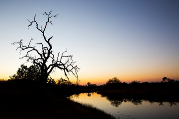 Africa, Botswana, Chobe National Park, Gnarled remains of tree along newly flowing Savuti Channel in Okavango Delta within Kalahari Desert at dusk