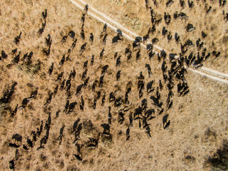 Africa, Botswana, Chobe National Park, Aerial view of herd of Cape Buffalo (Syncerus caffer) in Savuti Marsh at sunset in Okavango Delta