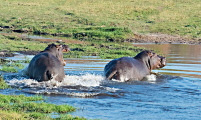 Hippo, Chobe National Park. North-West District, Botswana.