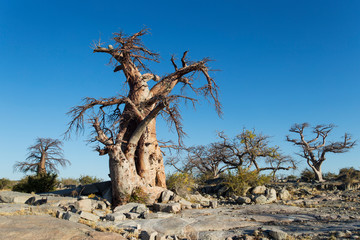 Africa, Botswana, Baobab trees on dry granite outcrop of Kubu Island in Makgadikgadi Pan