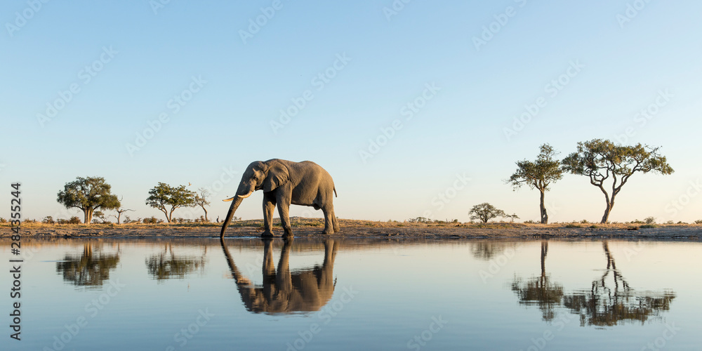 Canvas Prints Africa, Botswana, Chobe National Park, African Elephant (Loxodonta Africana) stands at edge of water hole in Savuti Marsh