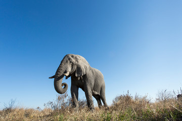 Fototapeta na wymiar Africa, Botswana, Chobe National Park, Low angle view of African Elephant (Loxodonta Africana) feeding in Savuti Marsh