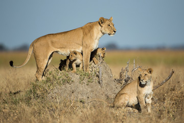 Naklejka na ściany i meble Africa, Botswana, Chobe National Park, Lioness(Panthera Leo) and young cubs standing on termite mound in Savuti Marsh