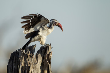Africa, Botswana, Chobe National Park, Southern Yellow Hornbill (Tockus leucomelas) standing on dead tree branch in Savuti Marsh