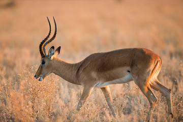 Africa, Botswana, Chobe National Park, Adult male Impala (Aepyceros Melampus) walking through dry grass in Savuti Marsh in Okavango Delta