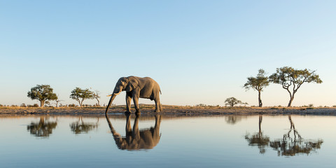 Africa, Botswana, Chobe National Park, African Elephant (Loxodonta Africana) stands at edge of water hole in Savuti Marsh - obrazy, fototapety, plakaty