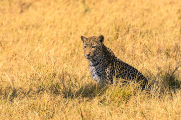 Botswana. Okavango Delta. Khwai Concession. Young female leopard (Panthera pardus) resting in the shade.