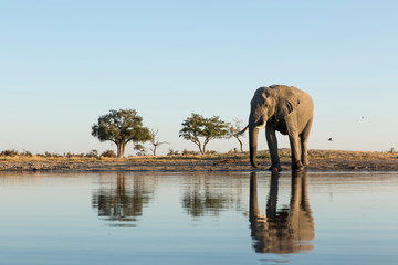 Africa, Botswana, Chobe National Park, African Elephant (Loxodonta Africana) stands at edge of water hole in Savuti Marsh © Paul Souders/Danita Delimont