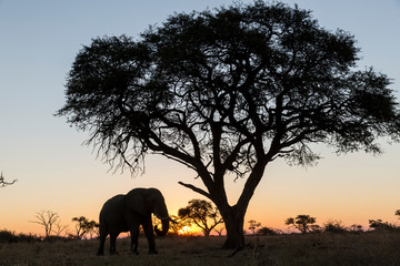 Africa, Botswana, Chobe National Park, African Elephant (Loxodonta Africana) standing beneath acacia tree at sunset in Savuti Marsh