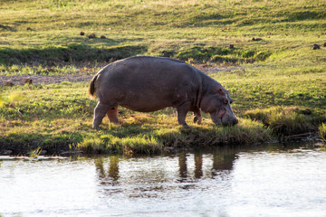 Hippopotamus grazing by Okavango delta river