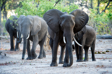 Elephant herd in acacia trees