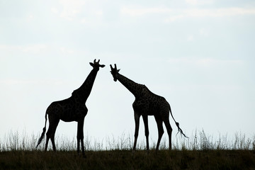 Africa, Botswana, Chobe National Park, Silhouette of herd of Giraffes (Giraffa camelopardalis) feeding along Chobe River's banks