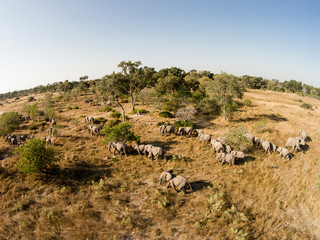 Africa, Botswana, Moremi Game Reserve, Aerial view of Elephant herd (Loxodonta Africana) walking in Okavango Delta in Kalahari Desert