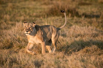 Lioness stalking