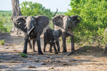 Elephant family in protective mode © Sheila Haddad/Danita Delimont