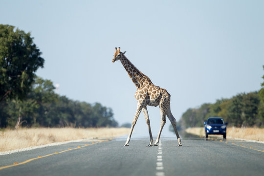 Africa, Botswana, Kasane, Giraffe (Giraffa camelopardalis) walking across national highway
