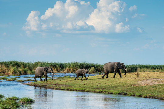 Okavango Delta, Family Of Elephants Crossing River