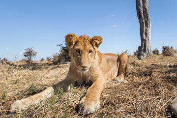 Africa, Botswana, Chobe National Park, Wide angle view of Lion cub (Panthera Leo) resting near remote camera under acacia tree in Savuti Marsh