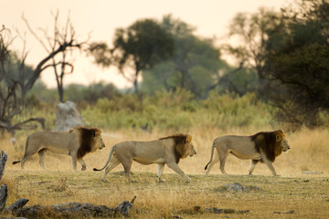 Africa, Botswana, Moremi Game Reserve, Three Adult Male Lions (Panthera Leo) walking in morning sun in Okavango Delta