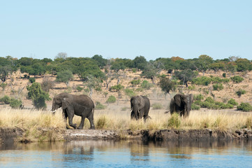 Obraz premium Słonie afrykańskie (Loxodonta africana), Park Narodowy Chobe, Botswana.