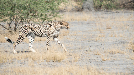 Botswana, Africa, cheetah walking
