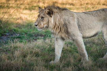 Male lion standing intense look