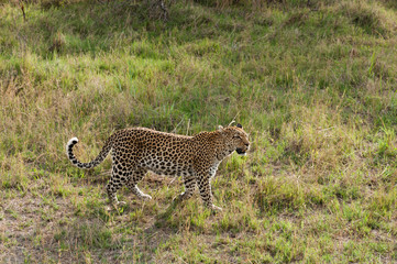 Leopard (Panthera pardus), Khwai Concession Area, Okavango Delta, Botswana.